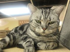 -猫和宫(六道口店)
