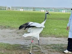-盐城丹顶鹤湿地生态旅游区