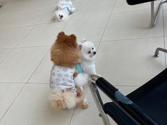 -怪兽屋·羊驼·猫咖·狗咖(俊华广场店)