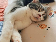 -猫大福·Fortune Cat猫舍(百子湾店)
