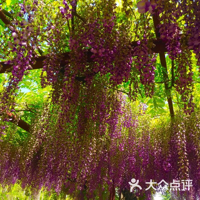 嘉定紫藤園圖片-北京公園-大眾點評網