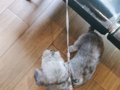 -爱侣·安琦尔宠物医院·中兽医针灸·心内科·狂犬免疫点(宝山区院)