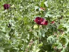 -国家植物园南园