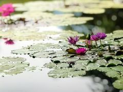 -国家植物园南园