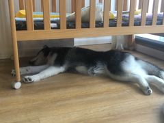 -Husky Go! 哈士奇体验馆·宠物咖啡厅狗咖