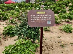 -曹州牡丹园