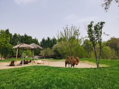 -北京野生动物园