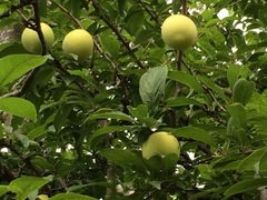 -名花谷生态庄园