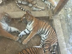 -栾川竹海野生动物园