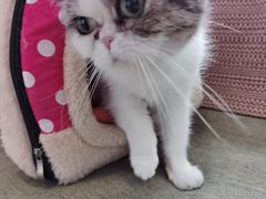 -御宝贝·A梦猫科宠物医院(国际猫友好医院)