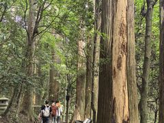 -天目山大树王景区