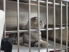 -半岛宠物医院24小时(科华中路店)