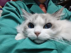 -心仪动物医院·牙专科·肿瘤·心脏科(西客站院)