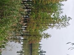 -白鹭湾湿地公园