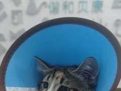 -谐和贝康宠物医院24小时·宠保定点(急重症转诊中心)