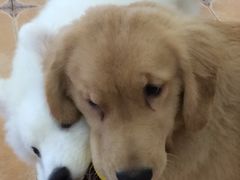 -Let's go狗咖·猫咖·奶狗·桌游(春熙路IFS店)