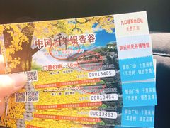-千年银杏谷文化旅游区