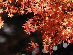 -香山公园