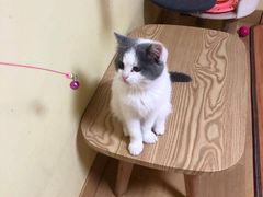 -Meowの猫咖(万家丽店)