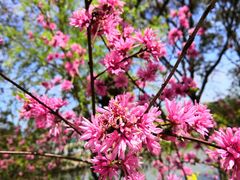 -南汇桃花村