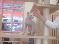 -喵匠猫主题咖啡(凯德和平广场店)