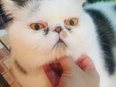 -Cappucimeow猫咪咖啡馆(韦伯时代店)