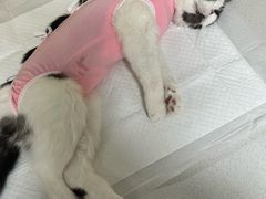 -中农大我爱我爱动物医院·核磁CT·猫病·24小时夜诊中心(石佛营店)