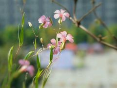 -四川大学(华西校区)