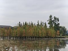 -白鹭湾湿地公园