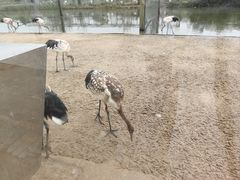 -盐城丹顶鹤湿地生态旅游区