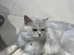 -怪兽屋·羊驼·猫咖·狗咖(俊华广场店)