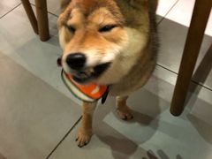 -柴务处·柴犬主题狗咖