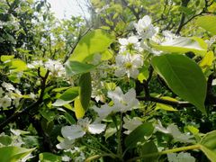 -南汇桃花村