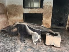 -上海野生动物园
