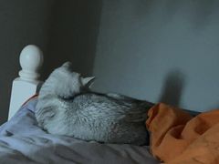 -宠爱国际动物医院· 猫科· 外科·中兽医(长白店)