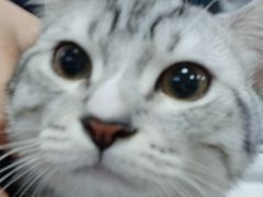 -一些柠檬一些茶(西村店)