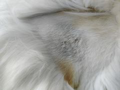 -凯特喵百思猫专科医院