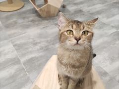 -楼上猫咖(罗湖店)