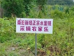 -南汇新场正宗水蜜桃采摘