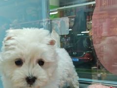 -FAELING PETS美天灵宠物(合生汇店)