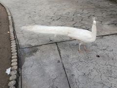 -栾川竹海野生动物园