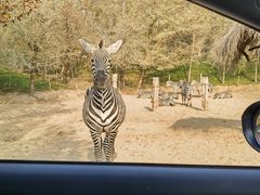 -北京野生动物园