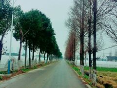 -青浦采草莓天天草莓园
