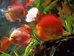 -上海海洋水族馆