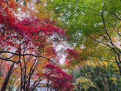 -秋霞圃