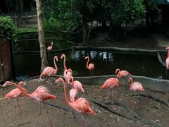 -清迈夜间动物园