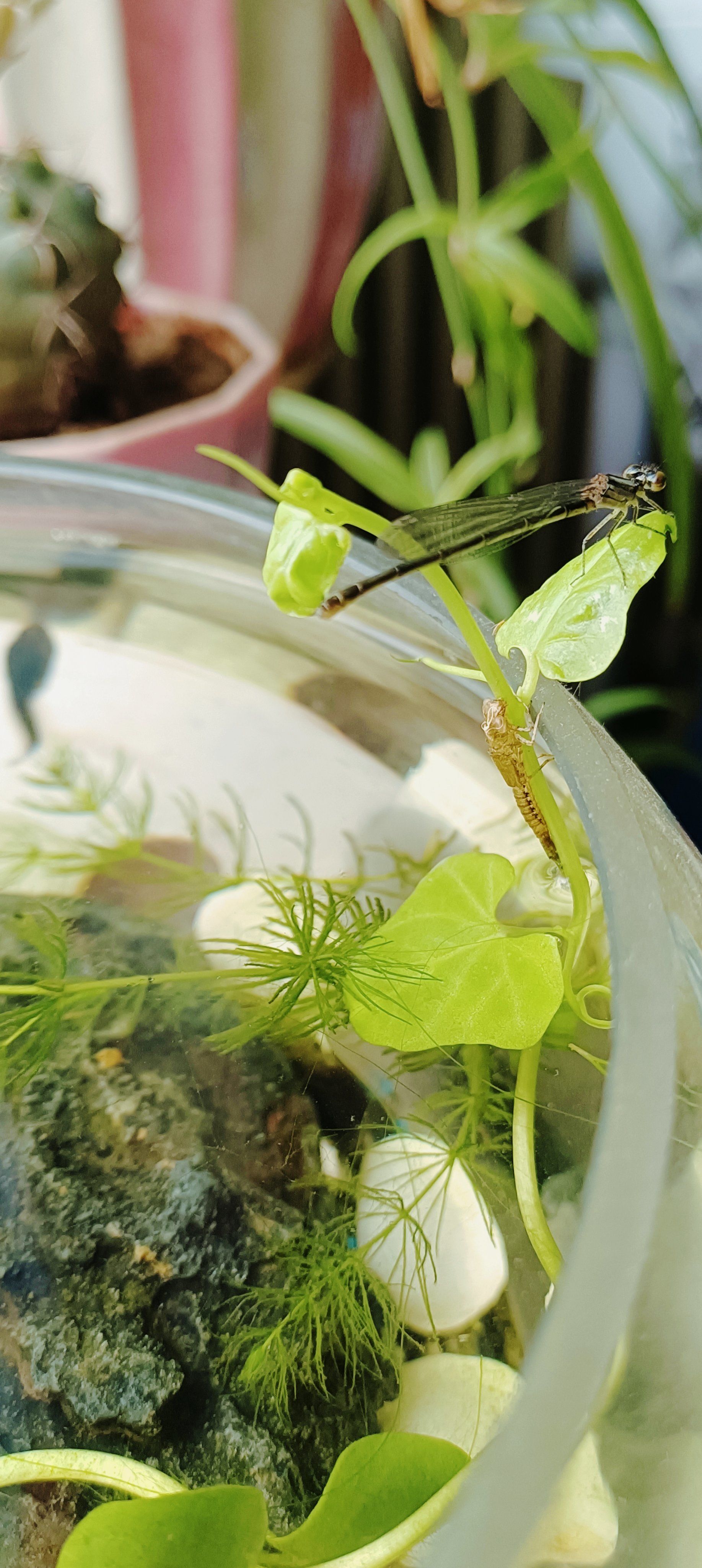 去河边捞到一个豆娘(小蜻蜓)的幼虫养在鱼缸里,今天它羽化了.