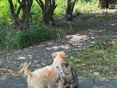 -瑞鹏宠物医院·骨外科·心肾科·肿瘤科(九亭店)