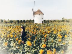 -金卉庄园