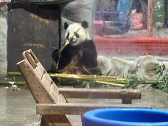 -栾川竹海野生动物园